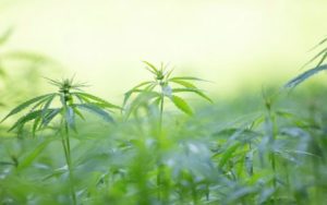 best-cannabis-strains-for-depression