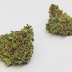 Gushers Marijuana Strain