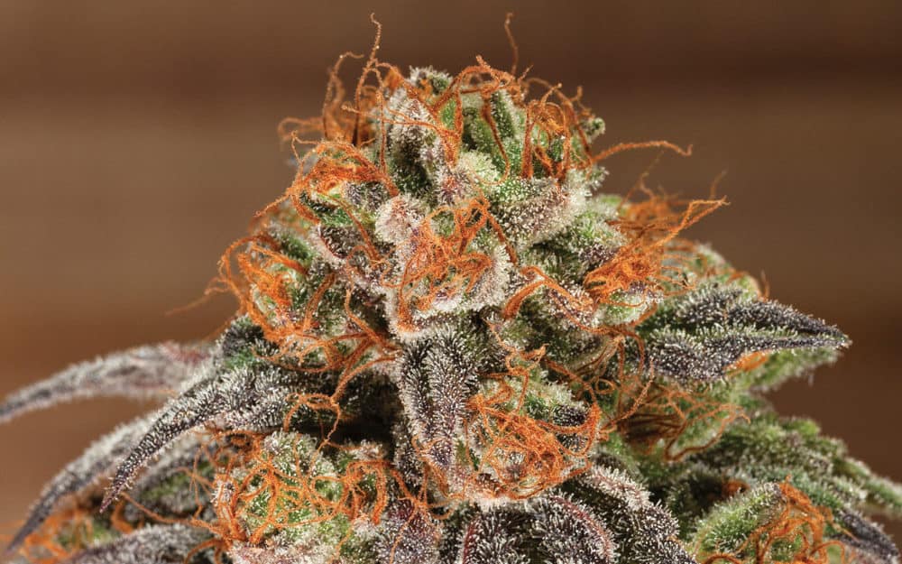 the strongest strains on the planet