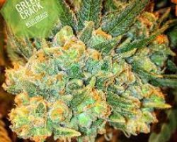 Cannabis-Medicine-cannabis online dispensary